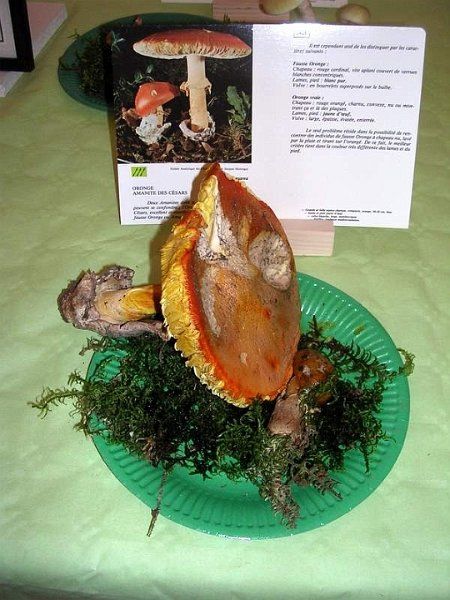 Expo champignons a St Leger 46